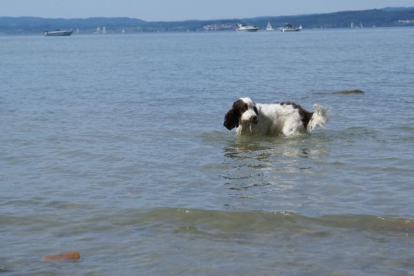 Wir am Bodensee