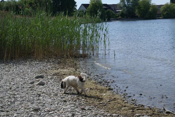 Wir am Bodensee